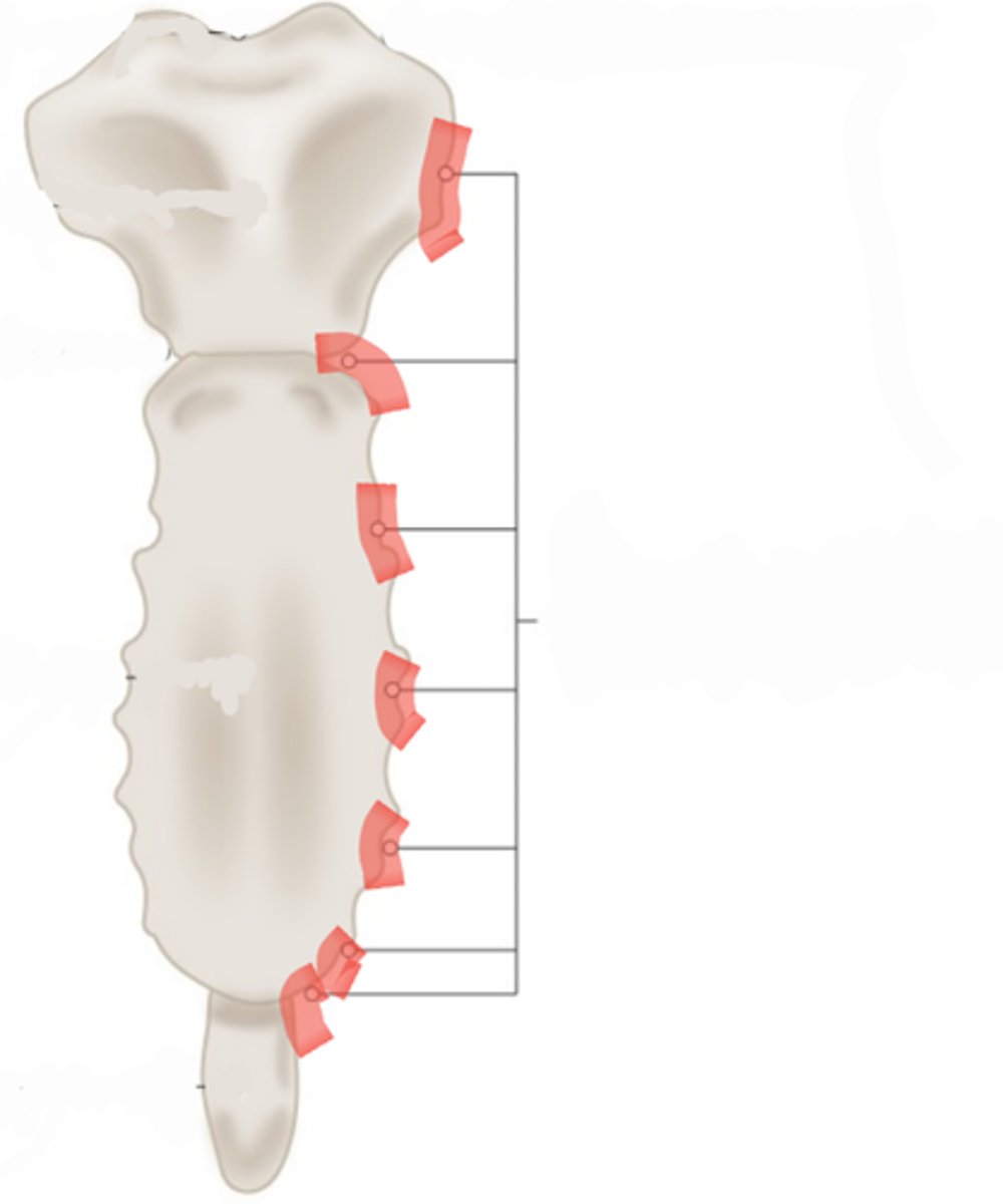<p>Located on the transverse processes of thoracic vertebrae</p>