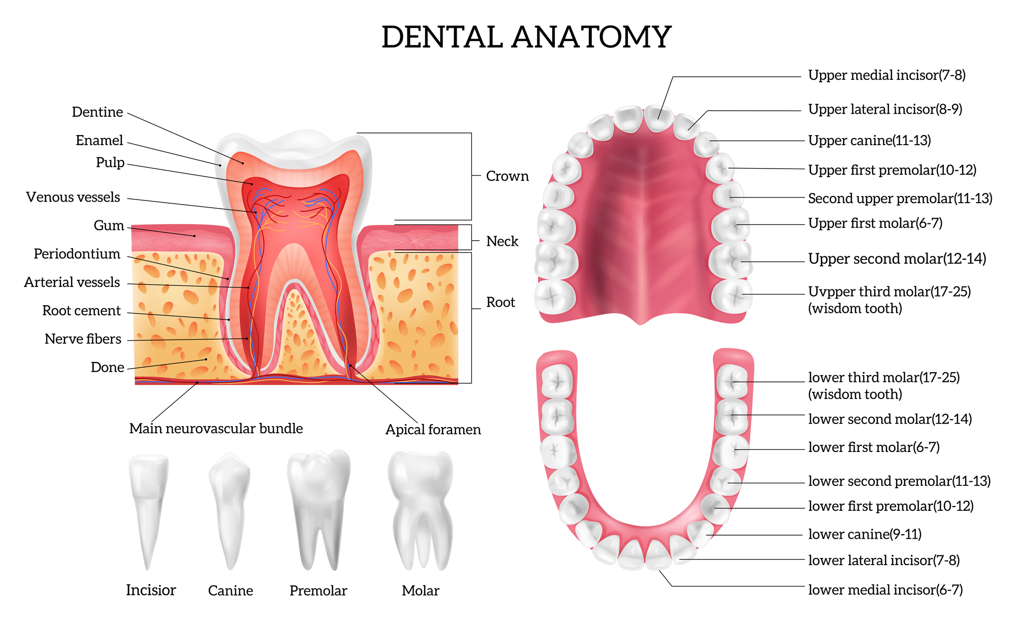 <p>Back teeth that grind food</p>