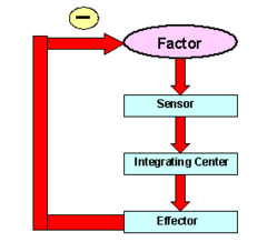Stimulus, sensor, integration, effector (opposes or removes stimulus)
