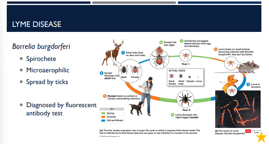 <p>How is Lyme disease diagnosed?</p>