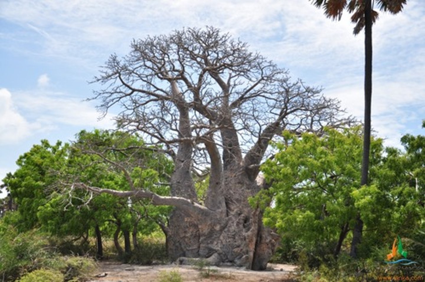 <p>Plants in savannas have long tap roots that can reach deep water tables. They conserve this water for winter.</p>