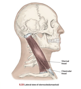 <p>Sternocleidomastoid</p>