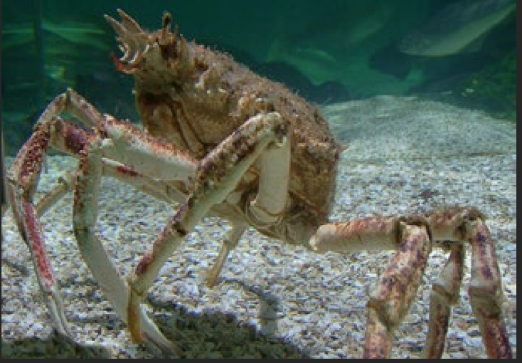 <p>What is the name of this species? In which intertidal zone does it live? Describe its habitat.</p>