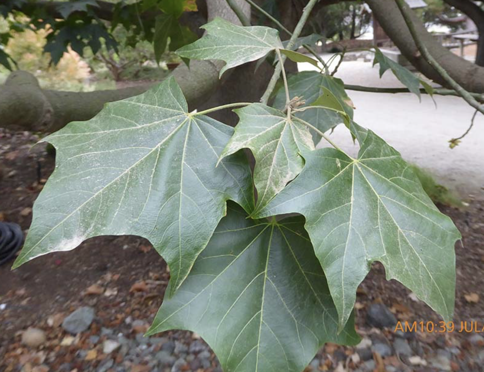 <p><em>Brachychiton discolor</em><span>&nbsp;</span></p>