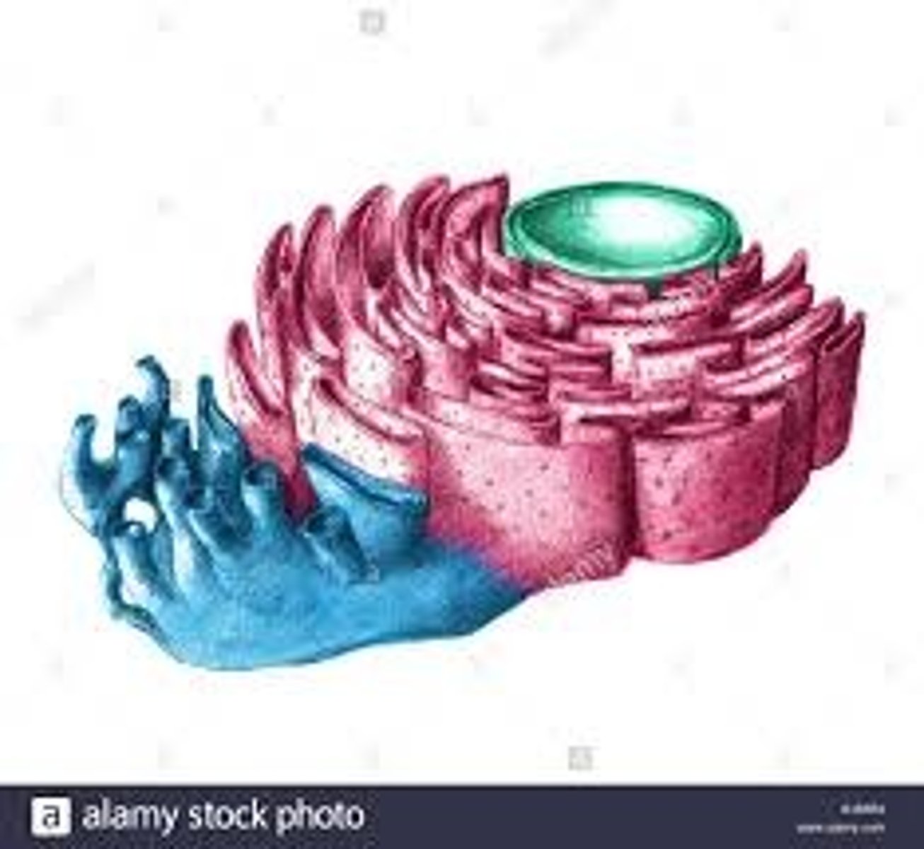 <p>transports materials around the cell</p>