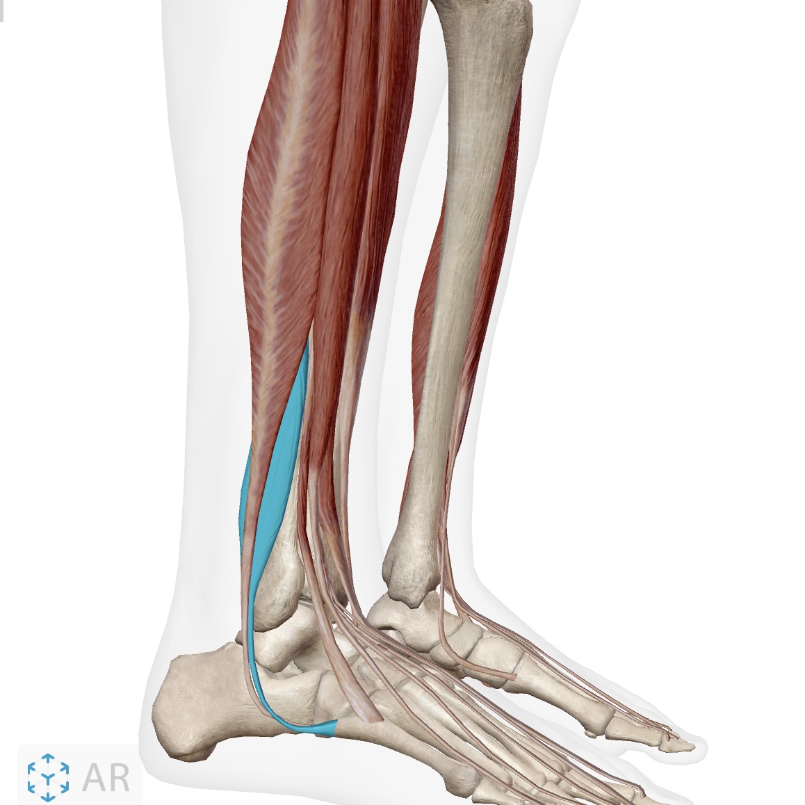 knowt flashcard image