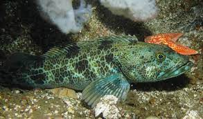 * 5 ft. & 100 lbs.
* females much larger than males
* large mouth, prominent, canine-like teeth
* males aggressively guard eggs