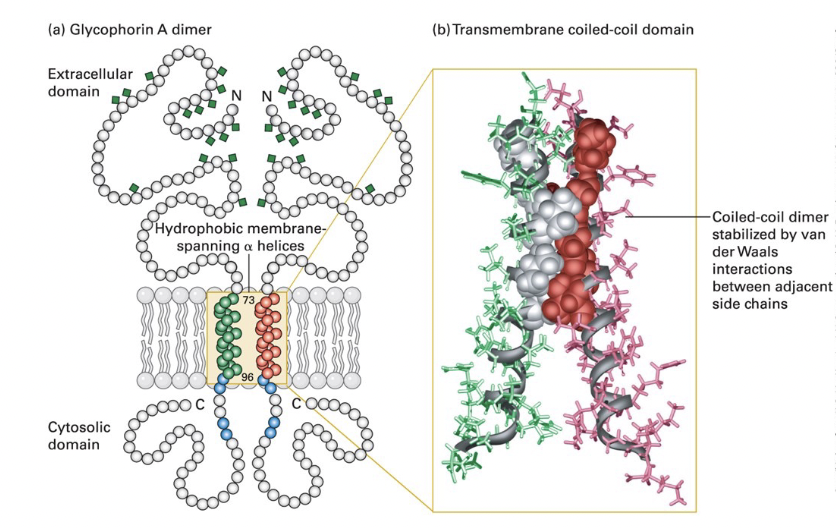<ul><li><p>single (23-residue) membrane-spanning α helix </p><ul><li><p>composed of amino acids with hydrophobic (uncharged) side chains </p></li><li><p>α helix typically 20-25 AA long in transmembrane proteins </p></li></ul></li><li><p>positively charged arginine and lysine residues near the cytosolic side of the helix bind negatively charged phospholipid head groups to anchor glycophorin in the membrane   </p></li><li><p><u>extracellular domain</u> - heavily glycosylated; carbohydrate chains attached to specific serine, threonine, and asparagine residues </p></li><li><p><u>cytosolic domain</u> - interacts with cytoskeletal proteins </p></li></ul><p></p>