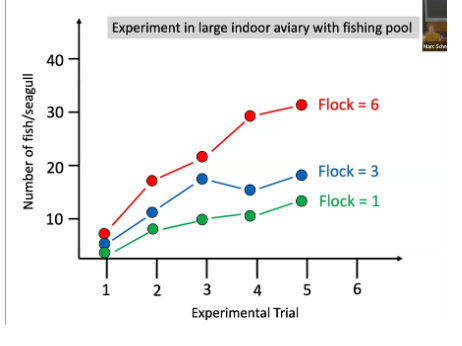 <ul><li><p><span style="background-color: transparent; font-family: "Short Stack", cursive;">Seagulls and fish&nbsp;</span></p><ul><li><p><span style="background-color: transparent; font-family: "Short Stack", cursive;">Flock 1 doesn’t get many fish, over time they increase</span></p></li><li><p><span style="background-color: transparent; font-family: "Short Stack", cursive;">Number of fish PER seagull&nbsp;</span></p><ul><li><p><span style="background-color: transparent; font-family: "Short Stack", cursive;">Is it better to hunt in a group or as an individual&nbsp;</span></p></li><li><p><span style="background-color: transparent; font-family: "Short Stack", cursive;">Net amount caught per animal increases based on the amount of people in the group&nbsp;</span></p></li></ul></li><li><p></p></li></ul></li></ul><p></p>