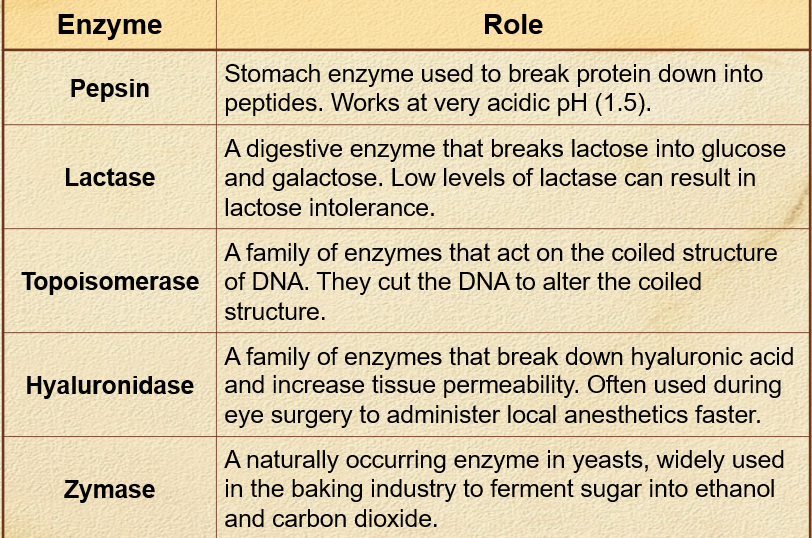 <p><strong>Pepsin</strong>: stomach enzyme used to break protein down to peptides - works at very acidic pH (1.5)</p><p><strong>Lactase</strong>: a digestive enzyme that breaks lactose into glucose + galactose - low levels of lactase can result in lactose intolerance </p>