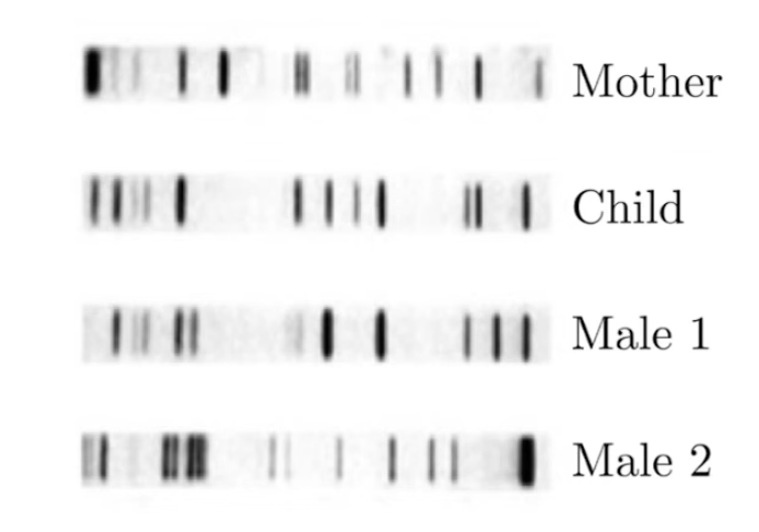 <p>How is PCR + gel electrophoresis used for paternity testing?</p>
