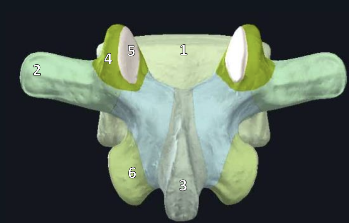<p>name the type of vertebrae</p>