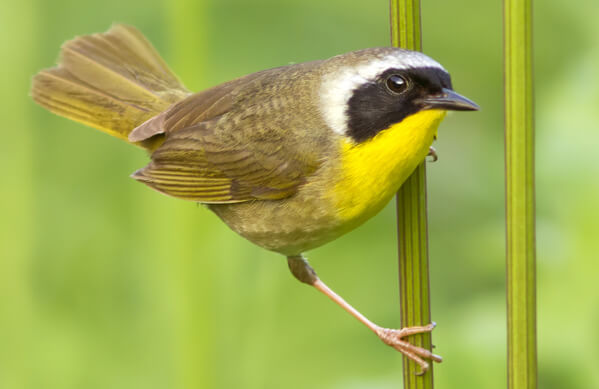 <p>Yellow warbler with black face mask.</p>