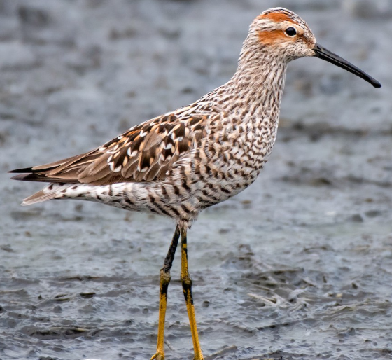 <p>What bird is this? </p>