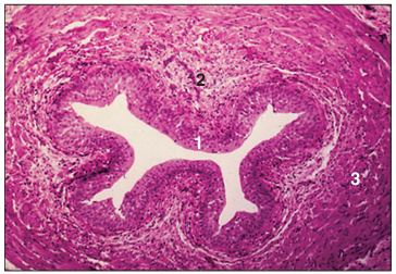 <p>Identify the structure:</p><p>Specie:</p><p>Parts:</p><p>1.__ 2.__ 3.__ </p><p>Stain used:</p>