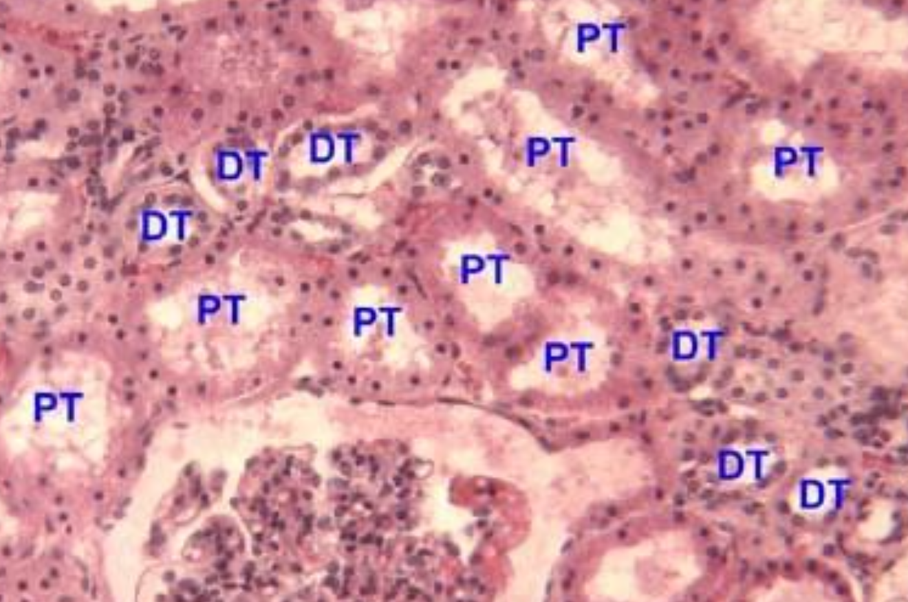 <p>ID the image</p>
