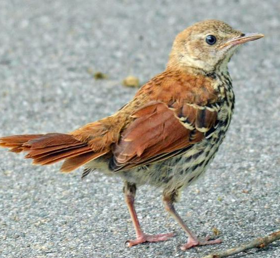 <p>Brown Thrasher</p>