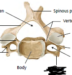 <p>for cervical/costal</p>