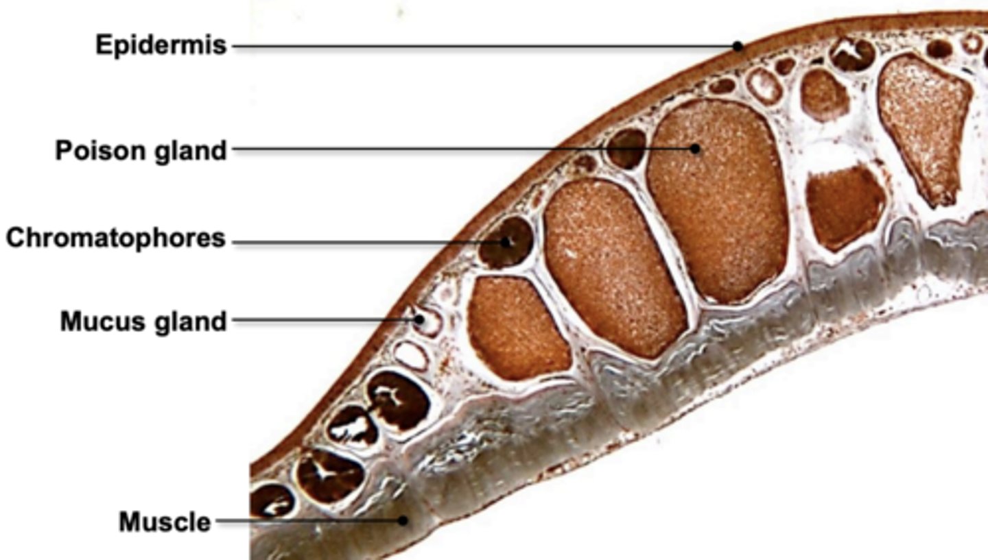 <p>yes i can label frog skin</p>