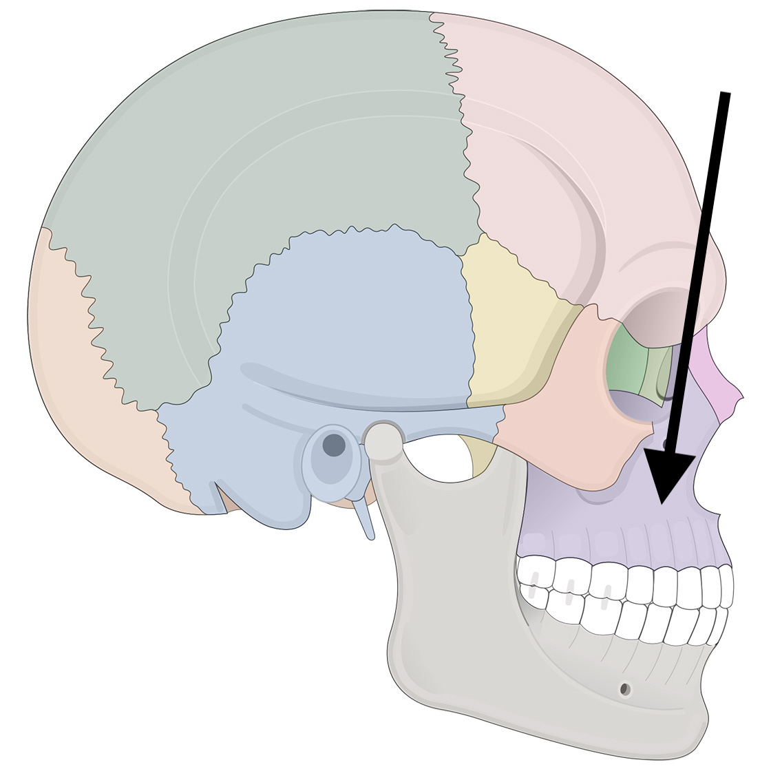 <p>Name the bone</p>