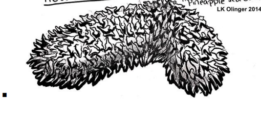 <p>Echinodermata: sea cucumbers, internal madreporite</p>