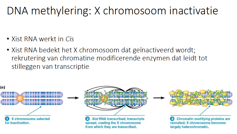 <p>het leidt tot inactivatie van X-chrom waar het zelf op actief is</p><p>Het ander chromosoom (dat niet geïnactiveerd is) zal geen Xist RNA tot expressie brengen, maar bevat het gen wel, de promotor is inactief</p><p></p><p>Xist RNA bedekt het X-chrom dat geïnactiveerd wordt → rekrutering van chromatine modificerende enzymen dat leidt tot stilleggen van transcriptie</p><p>Het Xist RNA wordt afgeschreven</p>