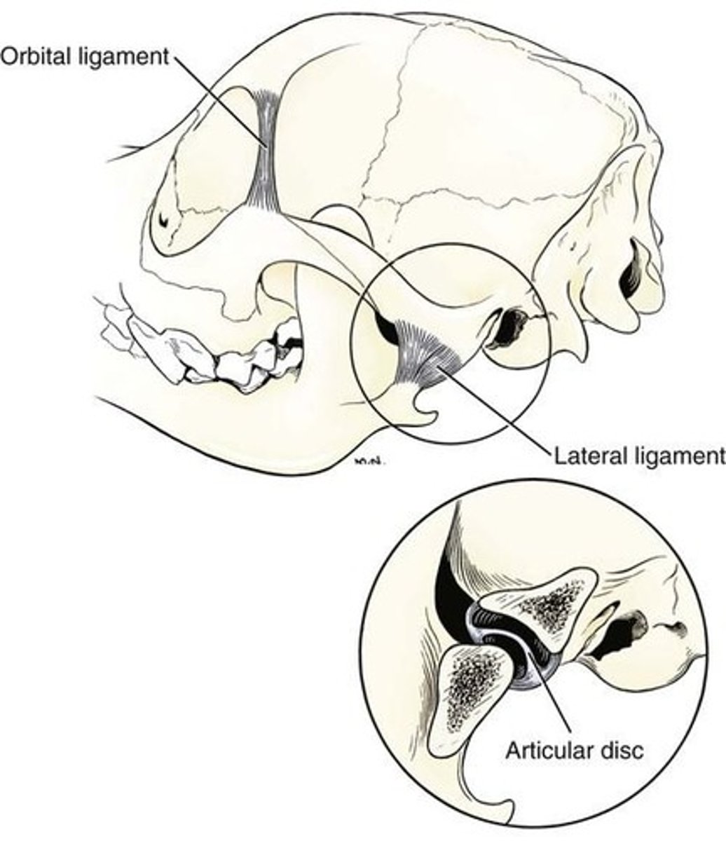 <p>Fibrous joints found in the skull.</p>