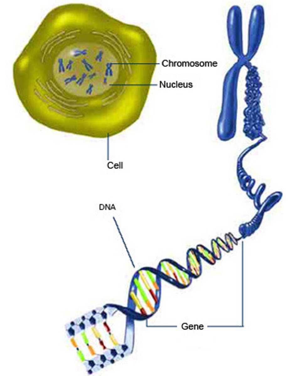 <p>A sequence of nucleotides composing a segment of DNA that provides a blueprint for a specific hereditary trait.</p>