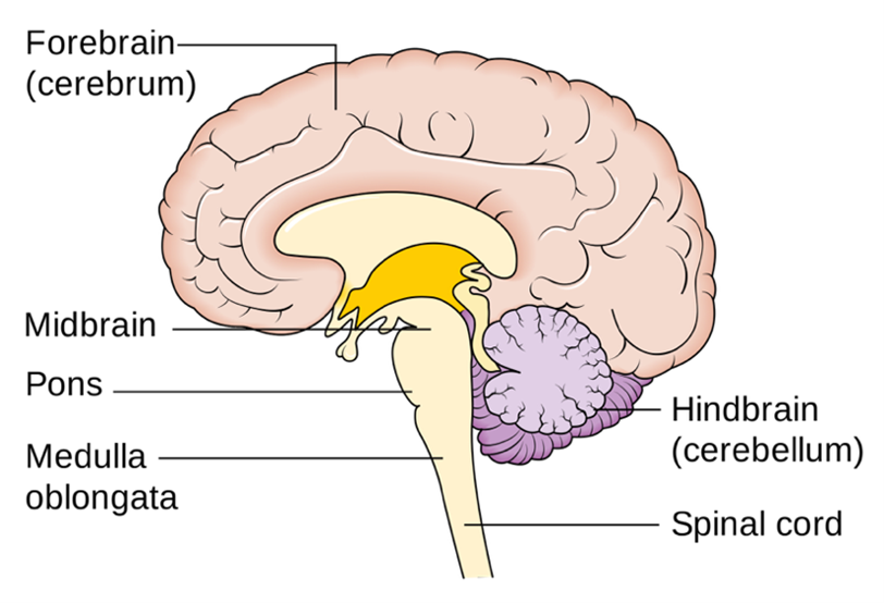 <p>Cerebellum</p>