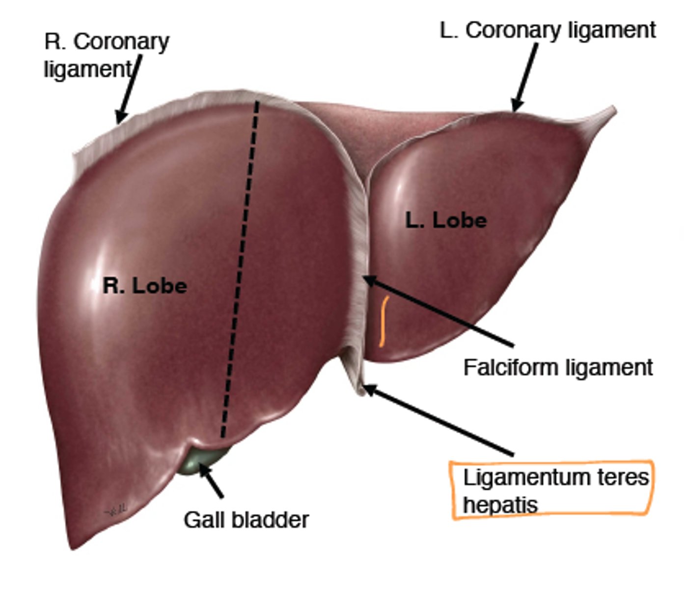 <p>becomes ligamentum teres (round ligament)</p>