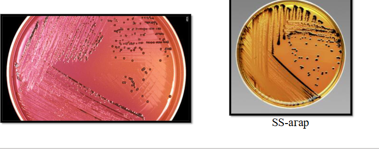 <ul><li><p>културелно изследване</p></li><li><p><span><span>биохимична идентификация→глюкозо-положителни, лактозо-отрицателни, образуват газ и киселина, сероводород +,не притежават уреаза</span></span></p></li><li><p><span><span>серологична идентификация→пробна аглутинация тип Грубер/Видал</span></span></p></li></ul><p></p>