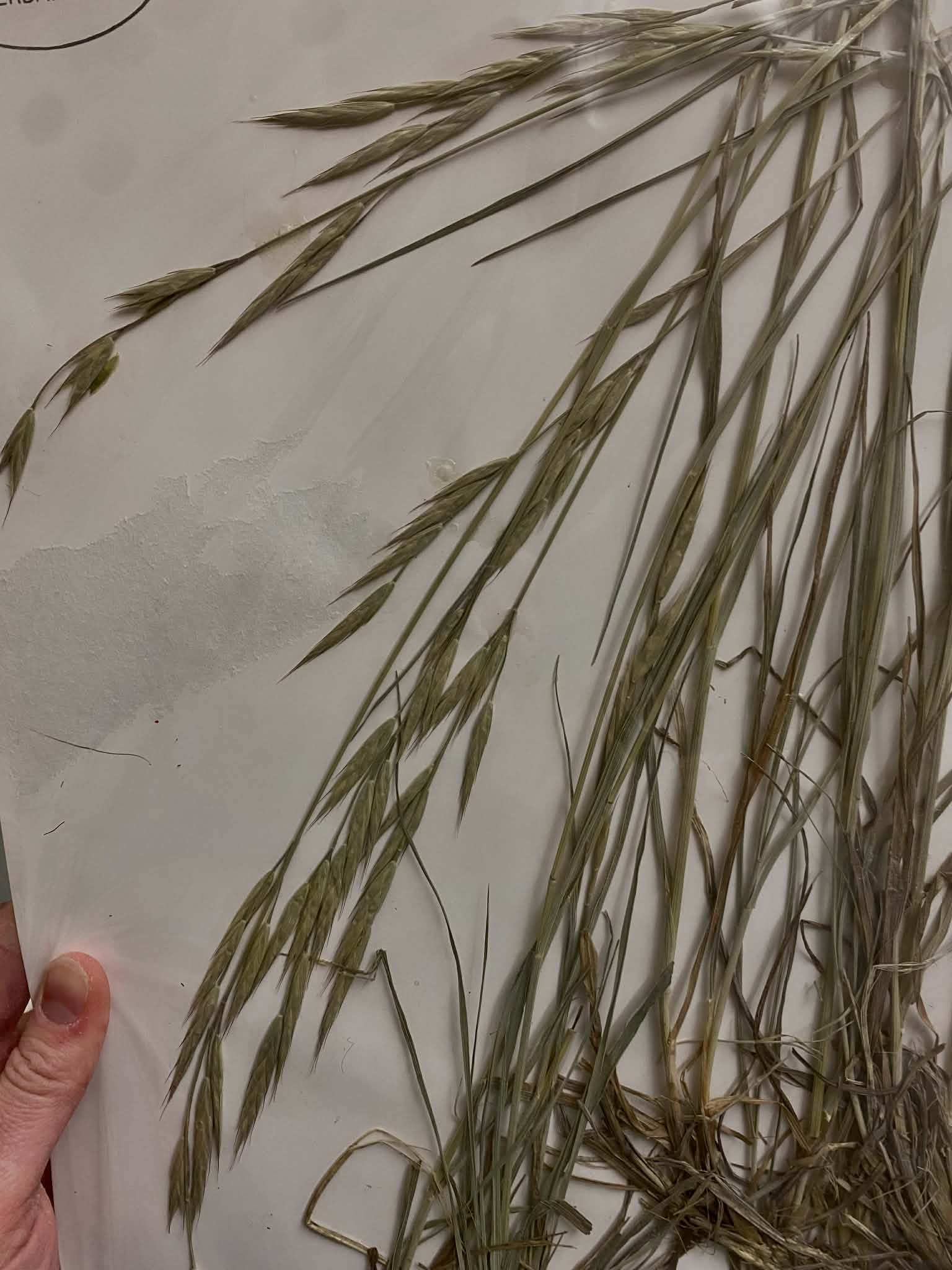 <p>Bromeae, P, N, Bromus carinatus, Mountain Brome</p>