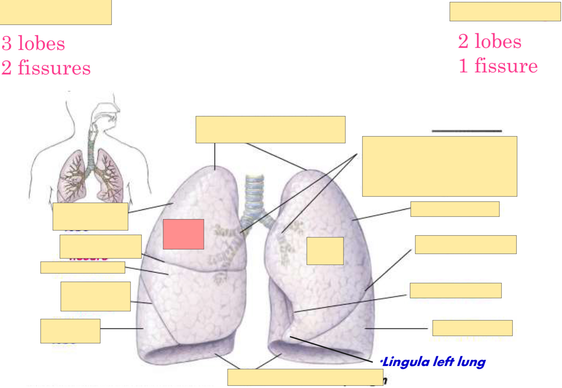 <p>Is this the right or left lung?</p>