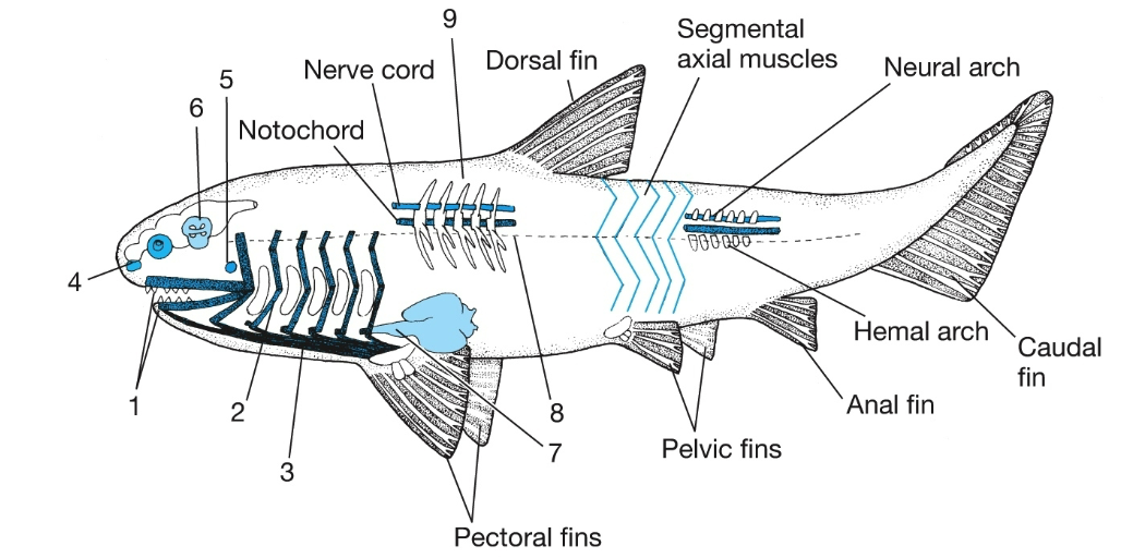 <ol><li><p>Jaws formed from mandibular arch</p></li><li><p>Gill skeleton of jointed branchial arches with rakers</p></li><li><p>Hypobranchial muscles&nbsp;</p></li><li><p>2 olfactory tracts and nostrils</p></li><li><p>Spiracle</p></li><li><p>3 semi-circular inner ear canals</p></li><li><p>Conus arteriosus of the heart</p></li><li><p>Horizontal septum</p></li><li><p>Vertebrae with centrum and ribs</p></li></ol><p></p>