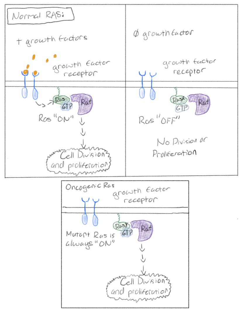 <p>Encodes Ras protein, a G protein that relays signal from growth factor receptor to protein kinases inside of cell, stimulating cell cycle</p><p><em>ras</em> mutations occur in about 30% of human cancers (around 90% of pancreatic cancer cancers</p>