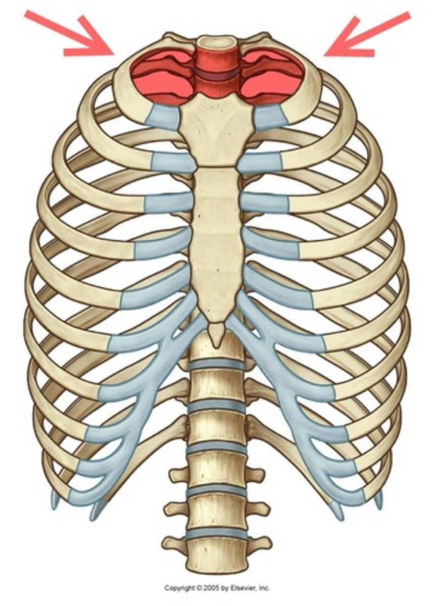 <p>Continuous with the deep neck and upper limb.</p><p>Densely packed with vasculature and viscera. (rostral border)</p>