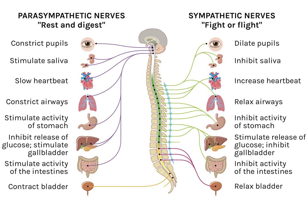 <p>Sympathetic NS </p>