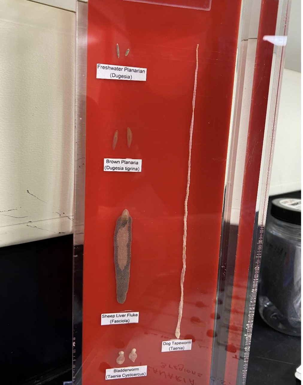 <p>What kingdom and Phylum is this?</p>