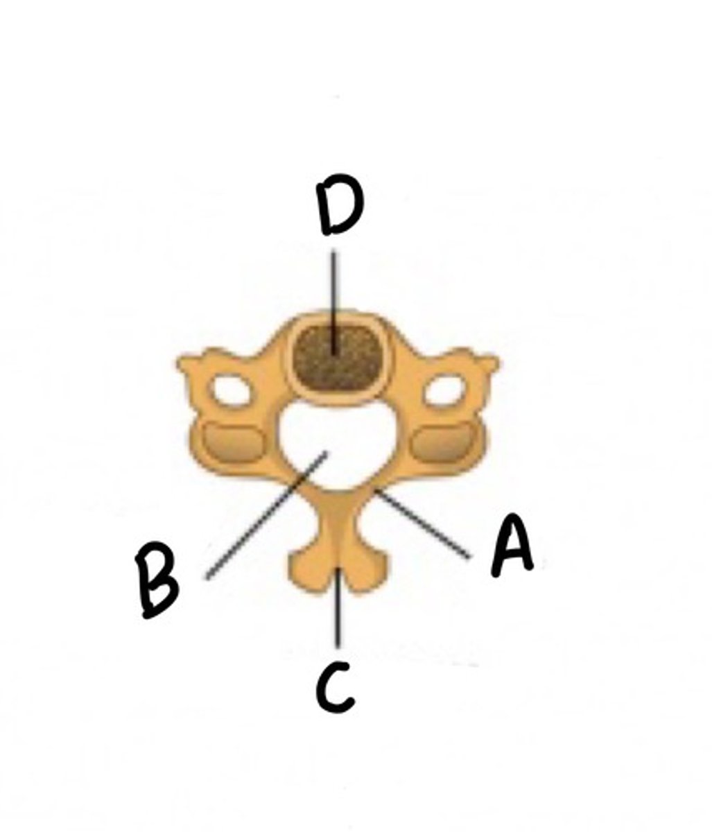 <p>A</p>