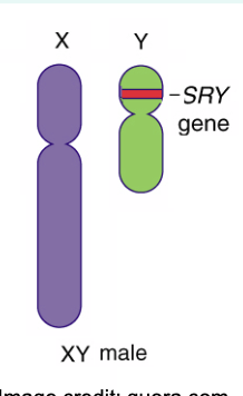 <p>» The X chromosome contains several thousand genes, whereas the Y chromosome only has 53 protein-coding genes.</p><p>» Genetic sex is determined by the presence or absence of the Y chromosome.</p><p>» Sry = sex-determining region of the Y chromosome (a single gene).</p>