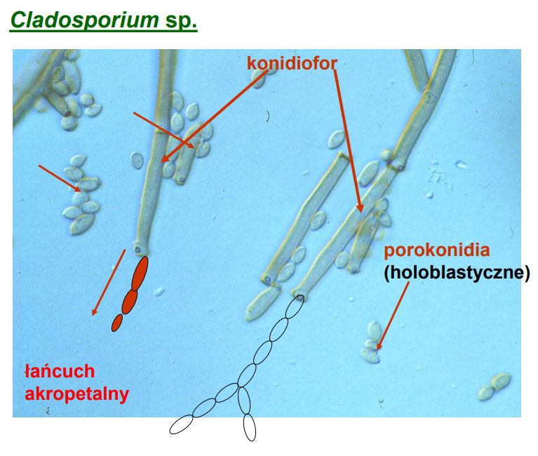 <p>-należy do Ascomycota (anamorficznych)</p><p><em>Cladosporium </em>sp.<br>-występują blastokonidia holoblastyczne i talokonidia (konidiofory chętnie się łamią)</p>