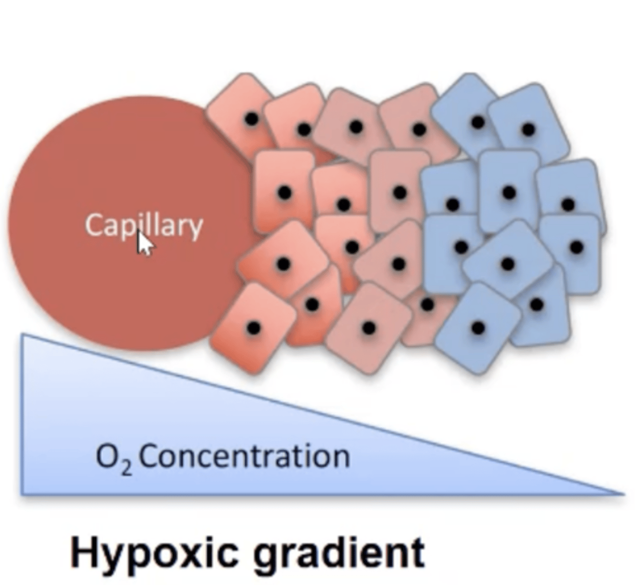 <p>- Near a blood vessel.</p><p>- Low HIF-1 alpha expression.</p><p>- More susceptible to chemo and radiation therapy.</p>