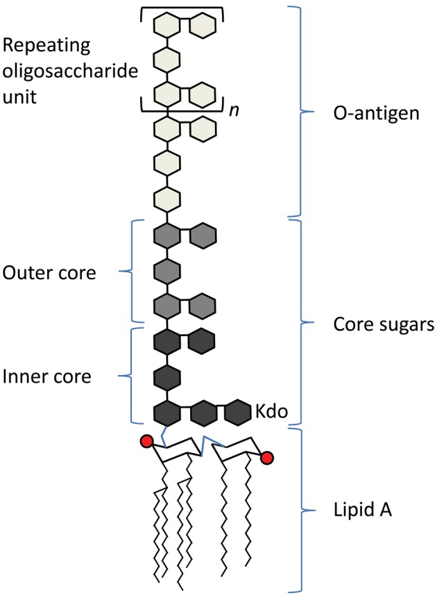 <ol><li><p>Lipid A</p></li><li><p>Inner core</p></li><li><p>Outer core </p></li><li><p>O-antigen</p></li></ol>