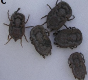 <p>-minimize exposure of naive animals to ticks from 60 days pre-breeding</p><p>-expose heifers pre-breeding (to develop immunity)</p><p>-breed in winter months for fall calving</p>