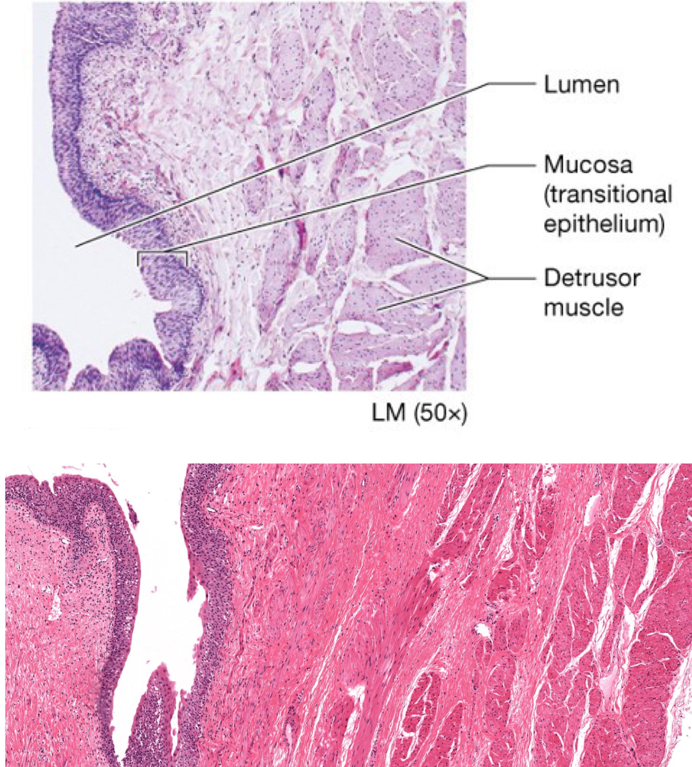 <p><span>Identify the following histology:</span></p>