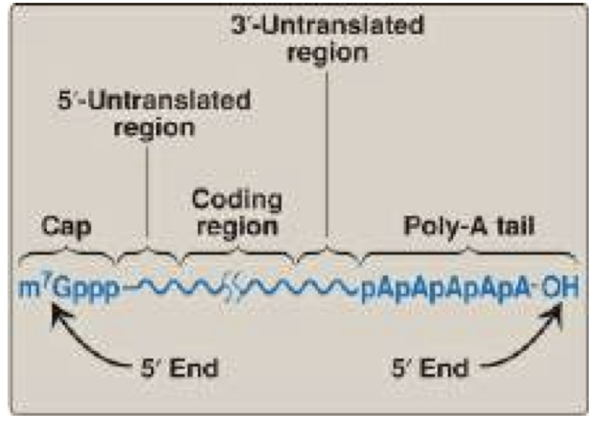 <p>Special structural characteristics of eukaryotic mRNA:</p><ul><li><p>Long sequence of <strong>adenine nucleotides </strong>aka? On the end of rna</p></li><li><p><strong>Cap</strong> on the X’ end consisting of a molecule of<strong> 7-methyl guanosine, </strong>attached through an unusual 5’ - 5’ <u>untranslated region</u></p></li></ul>