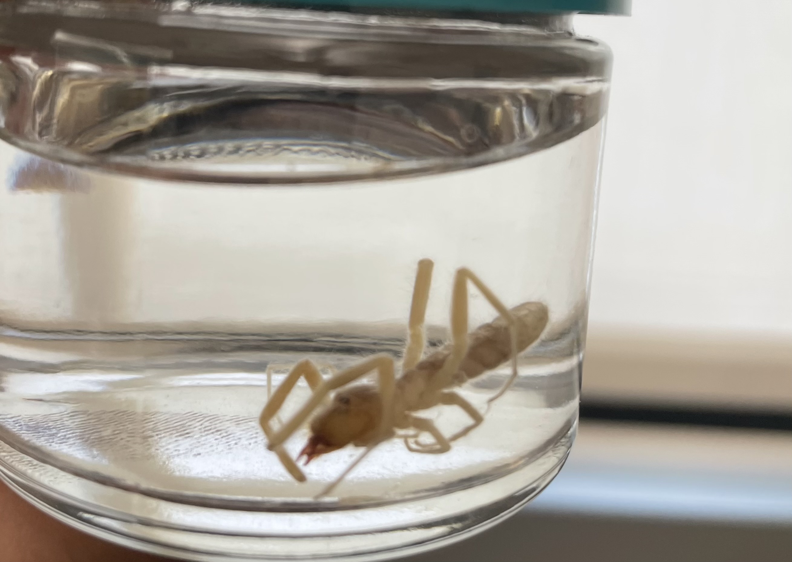 <p>Subphylum</p><p>Class</p><p>Order</p>