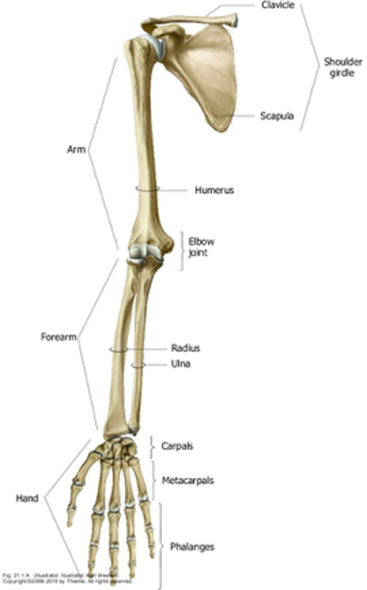 <p>- 1st segment and longest part of the free upper limb</p><p>- extends between and connects the shoulder and elbow</p>