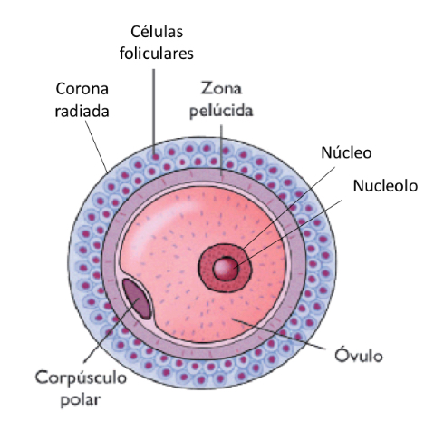 <p>• Large functional gamete.</p><p>• Spherical or ovoid shape.</p><p>• Contains reserve material: nutrients rich in lipidsand proteins.</p><p></p><p>Covered by:</p><p>o zona pellucida: extracellular matrix that protects from mechanical aggressions.</p><p>o Corona radiata: layer of follicular cells around the oocyte.</p>