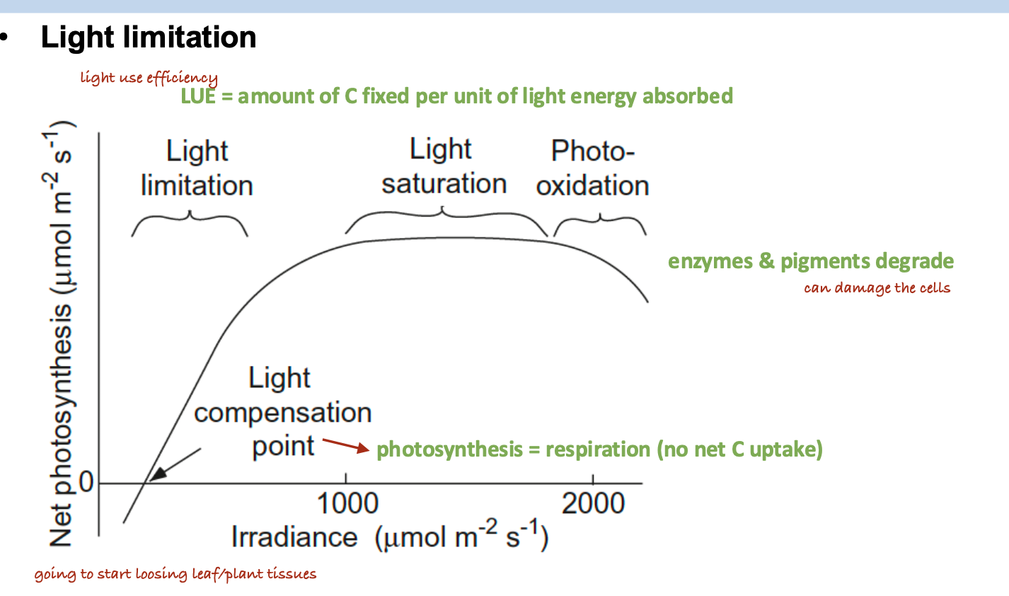 <p>B. Light compensation</p>